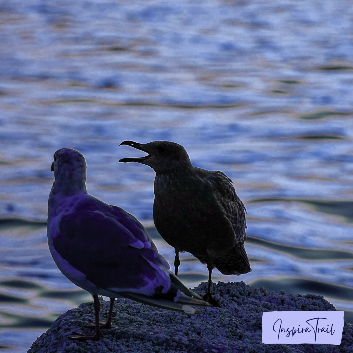 The Art of Communication: A Trail Guide’s Blueprint